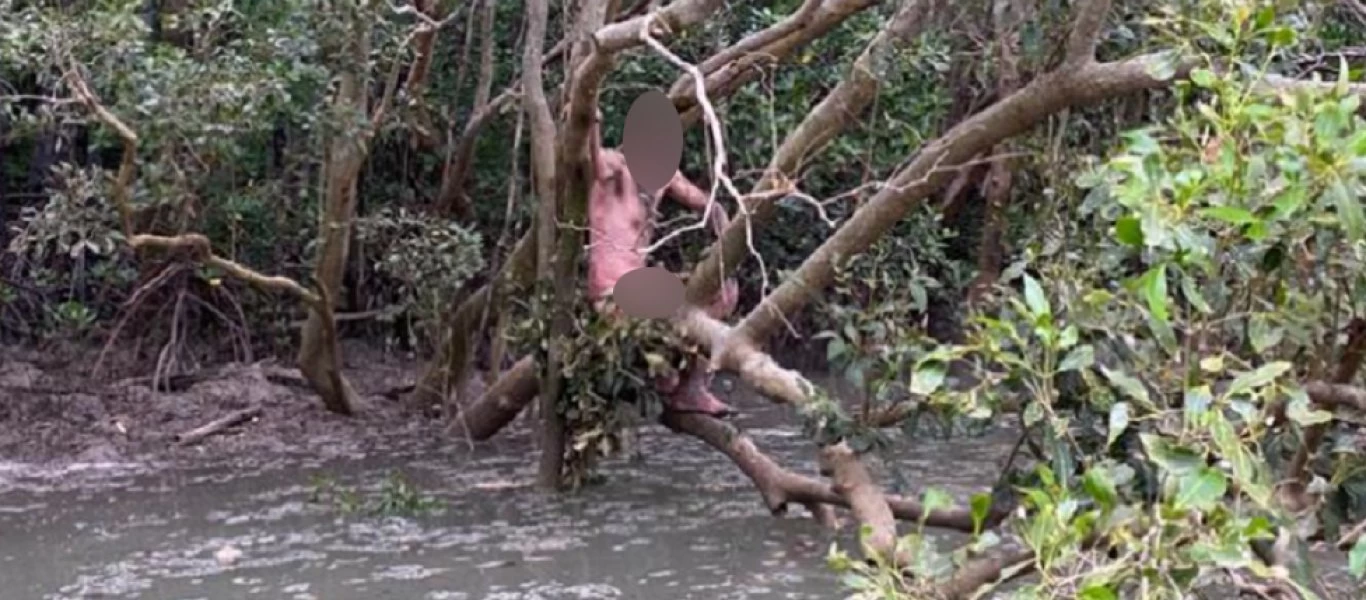 Αυστραλία: Ψαράδες βρήκαν γυμνό φυγά πάνω σε δέντρο σε έλος με κροκόδειλους (βίντεο)